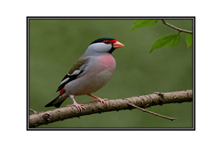 Jaa sparrow