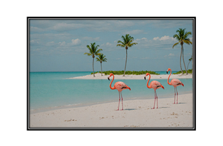 white sand beach, palm trees, flamingos in blue water