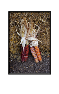 autumn colored corn