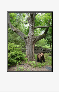 brown bear